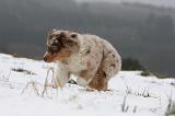 BERGER AUSTRALIEN PUPPIES 456